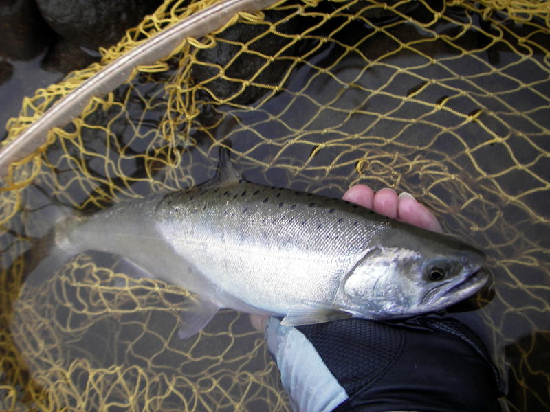 二日続きの尺ヤマメ